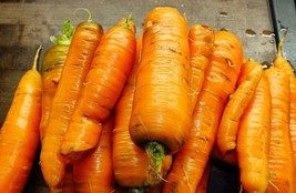 450 Danvers Carrot Seeds Nongmo Heirloom Carrot SeedsFrom US - $8.35