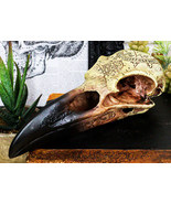 Ebros Pentagram Omega Alchemy Raven Crow Skull Figurine with Carved Rune... - £21.23 GBP