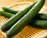 Japanese Long Burpless Cucumber Seeds Kyuri Seedless Seed Free Shipping - $14.70