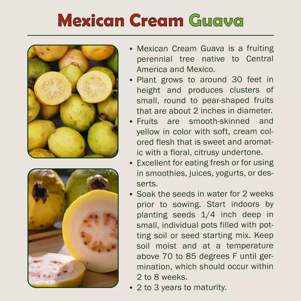 15 Organic Mexican Cream Guava Seeds - $6.25