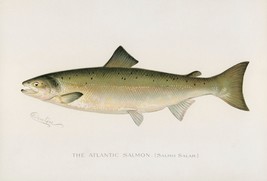 11783.Decor Poster.Room home Wall design art.Fish.Fishing.Atlantic Salmon,School - £12.74 GBP+