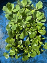 Fathers Day Sale (12) Water Lettuce &amp; Hyacinth Jumbo 8” Koi Pond Floating Plants - £48.85 GBP