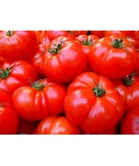 KKG 25 Hamson Tomato Seeds Fresh Garden - €8,46 EUR