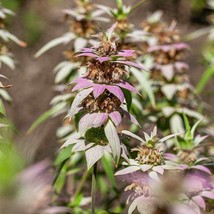 Fresh Seeds Monarda Punctata Spotted Beebalm Horsemint Flower Plant Seeds 1000 S - £15.76 GBP