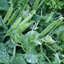 Alaska Pea High Yielding Tender Sweet Or Frozen Fresh Garden Seeds - $14.34