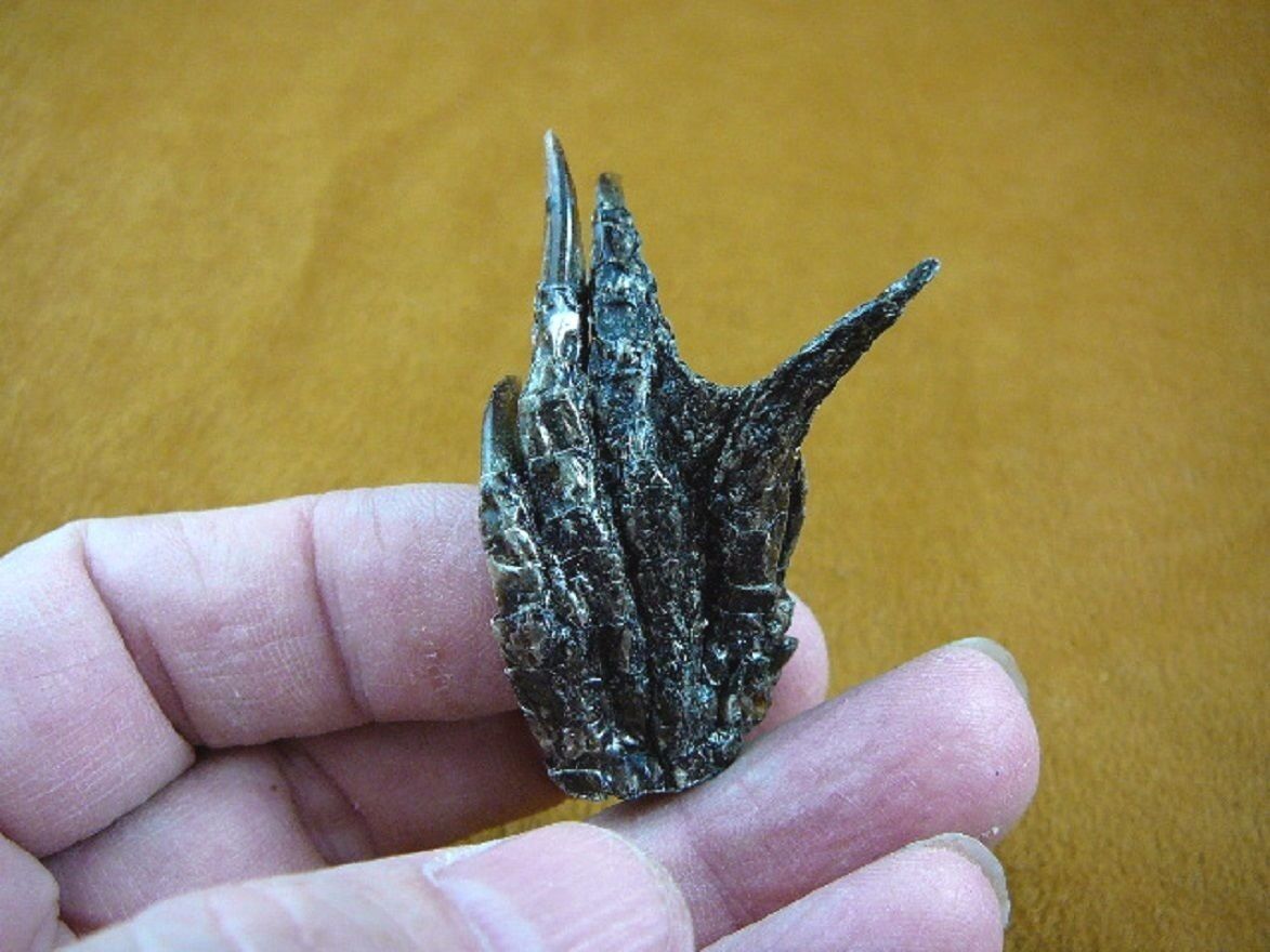 g630-242) Extra SMALL 2&quot; Gator FOOT PAW ALLIGATOR TAXIDERMY feet claw ga... - $10.39