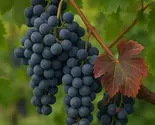 5 Wine Grape Vitis Vinifera Cabernet Sauvignon Seeds - $13.95
