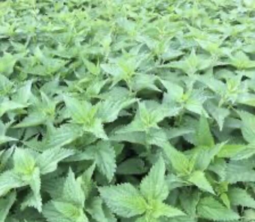 SEPTH 3 Stinging Nettle Plants Bareroot Urtica dioica Organic Wildflower... - $8.98