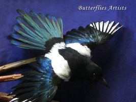 Eurasian Magpie Pica Pica Real Bird Taxidermy Stuffed Hunting Trophy Scientific  - $369.00