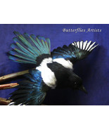 Eurasian Magpie Pica Pica Real Bird Taxidermy Stuffed Hunting Trophy Sci... - $7,013.53 MXN