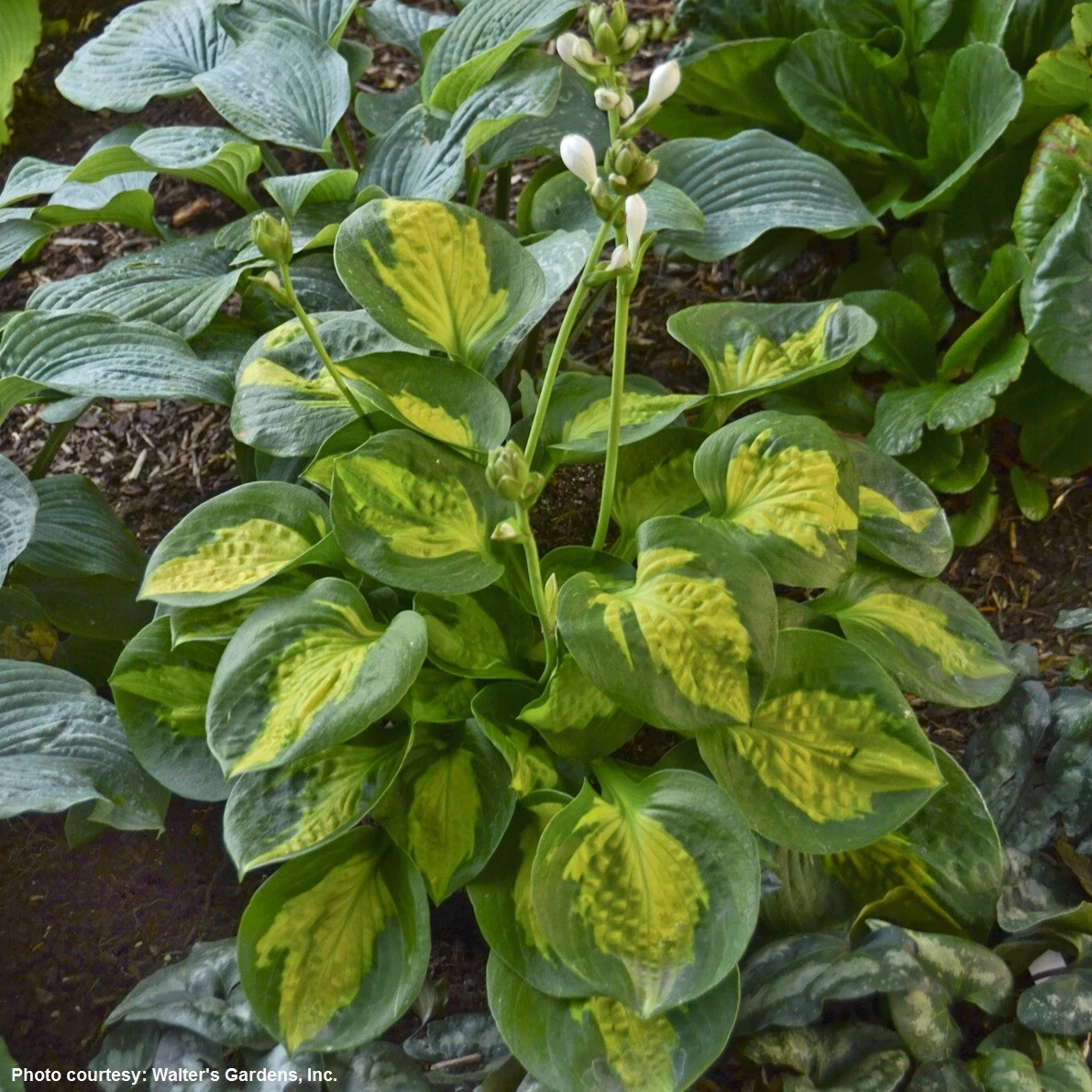 hosta POCKETFUL OF SUNSHINE small disease-0 2.5&quot; pot = 1 Live Potted Plant - $35.54