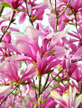 Ann Magnolia Shrub Tree Plant in a 2.5&quot; Pot - £30.34 GBP