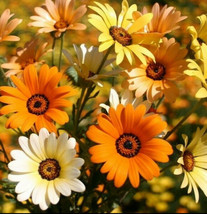 African Mix Daisy Flower Cape Marigold Sunflower Flower Garden USA - $9.90