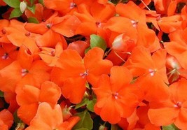 50 Impatiens Seeds Super Elfin Xp Bright Orange Flower Seeds Impatiens Seedsgard - $20.75