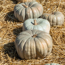 25+ Jarrahdale Pumpkin Seeds For Garden Planting  USA  ! - £4.15 GBP