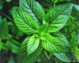 50 Seeds Peppermint Fast Planting Heirloom Seeds Achieve Beauty - £6.51 GBP