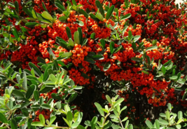 FREE SHIPPING 25+ seeds Landscapers Scarlet Firethorn shrub Pyracantha coccinea - £10.41 GBP