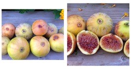 “Sunrise&quot; Fig Cuttings NOW FREE SHIPPING Garden &amp; Outdoor Living - £27.13 GBP