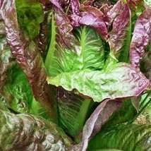 Red Romaine Lettuce Seeds Caesar Salad NonGMO - $8.00