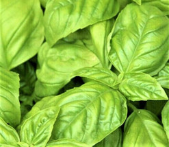 Guashi Store Large Leaf Italian Basil Seeds 300 Seeds Non-Gmo Fast Shipping - £6.17 GBP