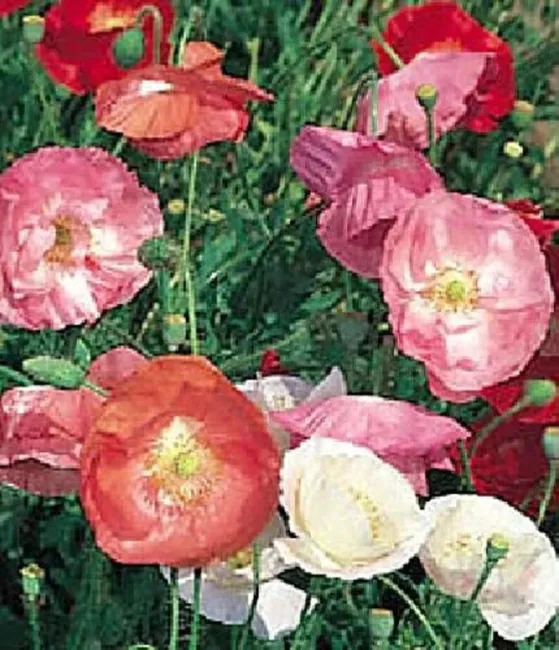 Shirley Single Mix Poppy Heirloom 50 Seeds Fresh Garden - £17.31 GBP