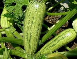 Grow In US Caserta Zucchini Seeds 20+ Squash Vegetables Cooking Culinary - £6.59 GBP