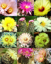 VP Coryphantha Mix Fragrant Beehive Cactus Flower Blooming Cacti Succule... - $10.86