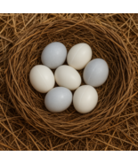Fake Realistic Decoy Nest Eggs For Craft Hens Lay 6 Pcs Pieces Choose Color - $691.93 MXN Fake Realistic Decoy Nest Eggs For Craft Hens Lay 6 Pcs Pieces Choose Color - $691.93 MXN