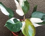 White Knight Variegated Philodendron Starter Plant - $45.78