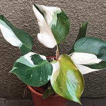 White Knight Variegated Philodendron Starter Plant - £36.54 GBP
