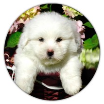 Maltese : Gift Coaster Dog Pet Animal Puppy Cute Funny Canine Dogs Pets - £3.97 GBP