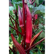 Red Burgundy Okra Seeds Organic Garden Fast Shipping - $6.50