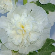 10 - 200 Seeds Chaters Double White Hollyhock Non Gmo - $9.90