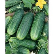 Carolina Cucumber Seeds 50 Vegetable Pickling Non-Gmo Fresh Garden Usa Seller - £6.16 GBP