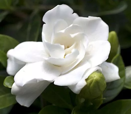 CLK 15 Seeds Gardenia &#39;Crown Jewel House Plant Garden Flowers USA Seller - £8.10 GBP