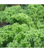Kale Dwarf Blue Curled Seeds 500+ Vegetable - $8.98