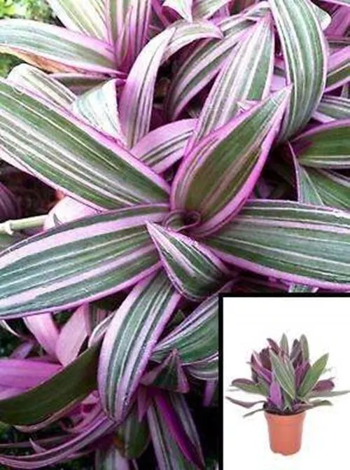 Trhoeo Tricolor 4inches Pot Live Plant Radescantia Spathacea Boat Lily C... - $18.80