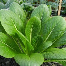 Komatsuna Mustard Green Seeds Japanese Spinach Chinese Bok Choy Cabbage Lettuce  - £7.40 GBP