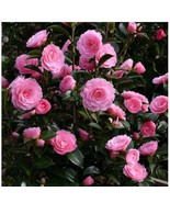 Eg Waterhouse Pink Blooms Camellia Japonica Live Well Rooted Starter Pla... - $44.98