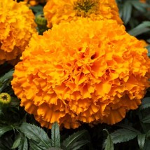 MARIGOLD SEEDS 25 SEEDS MARIGOLD BIG TOP ORANGE AFRICAN MARIGOLD SEEDS  - $22.48