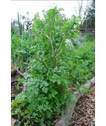 100+ Cilantro/Coriander Seeds Heirloom Non-Gmo,, Slow-Bolting From US - $8.40