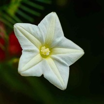 Cypress Vine Seeds Ipomoea Pennata White Flower Seed 200 Seeds USA Fast Shipping - $19.99