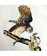 Barred Owl Bird Lithograph 1950 Audubon Antique Art Print DWP6B - $636.73 MXN