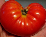 Fresh 50 Seeds Waratah Tomato Vegetable Fast Shiping - $6.90