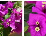 Bougainvillea ELIZABETH ANGUS Small Well Rooted Starter Plant - $44.93