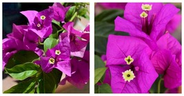 Bougainvillea ELIZABETH ANGUS Small Well Rooted Starter Plant - £35.78 GBP