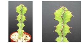 4&quot; EUPHORBIA GRANDIALATA Dragon fish bone cactus plant succulent milk tree cacti - £52.59 GBP