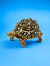 Encyclopedia Dangomushi Turtle P6 Action Figure Babcock Leopard Tortoise Adult - £39.33 GBP