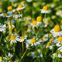 New Fresh Seeds Chamomile German Herb Seed100 Seeds - £12.12 GBP