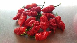 10 Death Spiral Pepper Seeds Spicy Hot Atomic Usa USA Seller Garden Fresh - $18.50